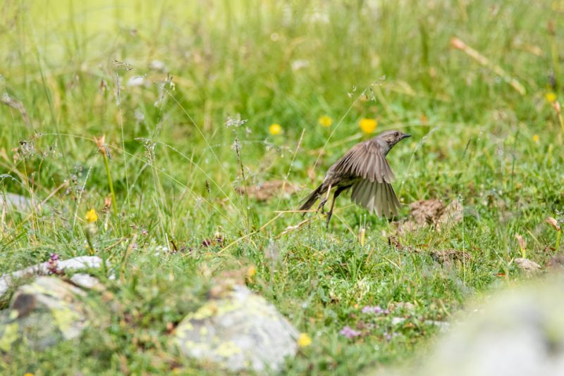 Accenteur mouchet s&rsquo;envolant